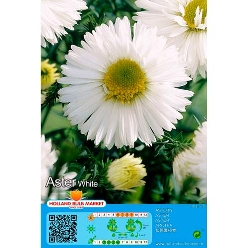 Aster White interface.art Bild 1 Aster White interface.image 1 interface.art 76374