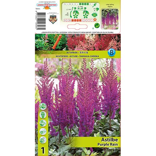 Astilbe Purple Rain interface.art Bild 1 Astilbe Purple Rain interface.image 1 interface.art 77830