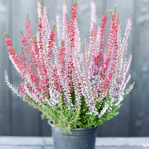 Besenheide Twins Athene/Hilda interface.image 1 interface.art 5431