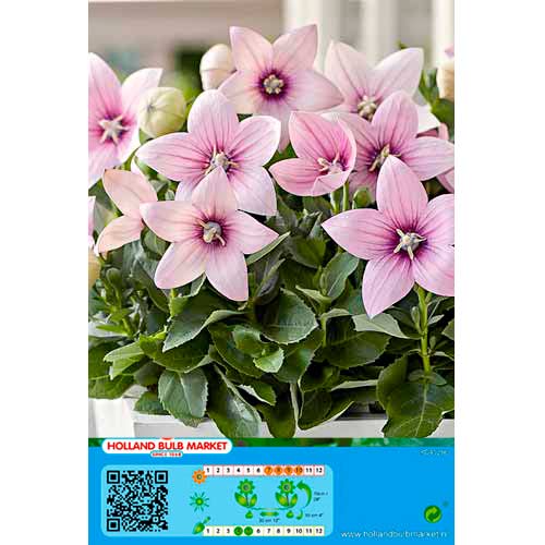Ballonblume Pink interface.art Bild 1 Ballonblume Pink interface.image 1 interface.art 76498
