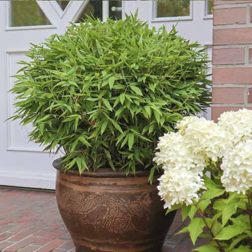 Bambus Moontears PBR, C5 interface.image 1 interface.art 8535