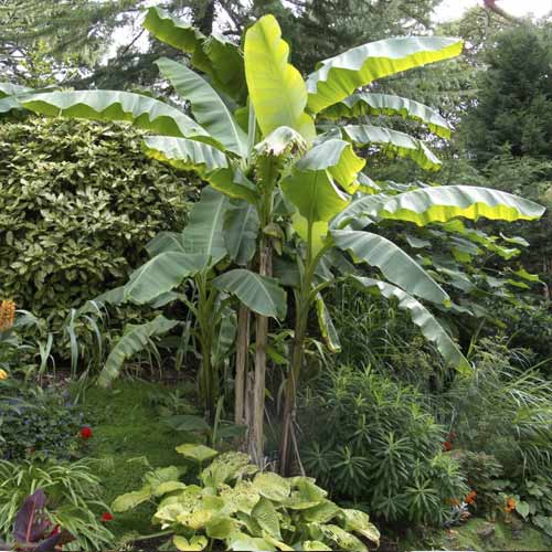 Banane (Musa bajo), C7,5 interface.image 1 interface.art 8558