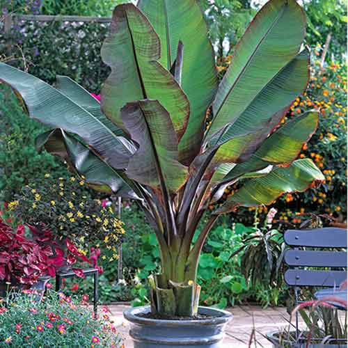 Bananenbaum Maurelli interface.image 1 interface.art 77810