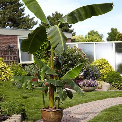 Bananenbaum Musa Basjoo interface.art Bild 1 Bananenbaum Musa Basjoo interface.image 1 interface.art 76634