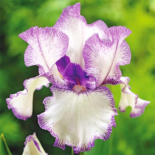 Bartiris (Iris) Blue Staccato interface.art Bild 1 Bartiris (Iris) Blue Staccato interface.image 1 interface.art 76284