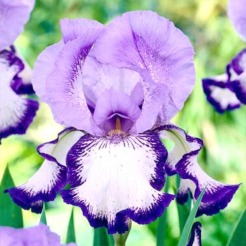 Bartiris (Iris) On Edge interface.art Bild 1 Bartiris (Iris) On Edge interface.image 1 interface.art 70223