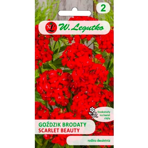 Bartnelke Scarlet Beauty Legutko interface.art Bild 1 Bartnelke Scarlet Beauty Legutko interface.image 1 interface.art 69591