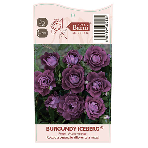 Beetrose Burgundy Iceberg®, C5 interface.art Bild 5 Beetrose Burgundy Iceberg®, C5 interface.image 5 interface.art 6146