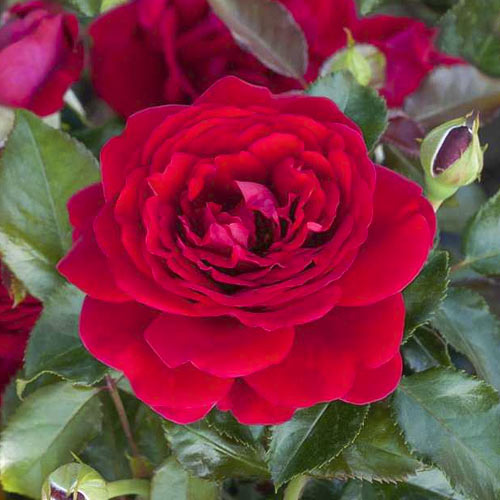 Beetrose Chic™ Fashion ®, С3 interface.image 1 interface.art 6172