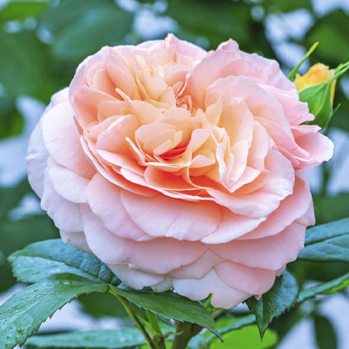 Beetrose Duchess of Cornwall interface.art Bild 1 Beetrose Duchess of Cornwall interface.image 1 interface.art 6208