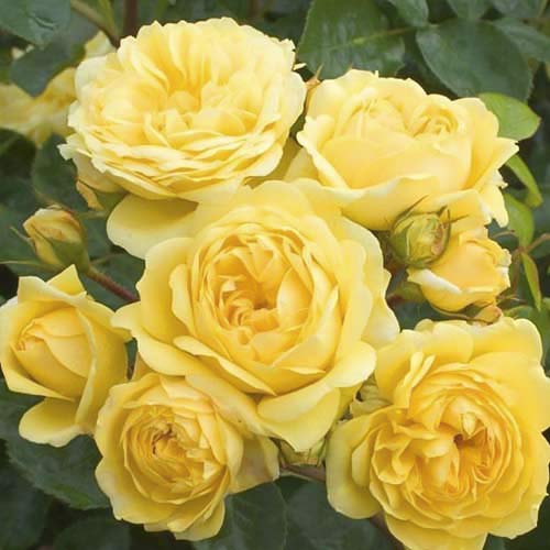 Beetrose Golden Border interface.art Bild 1 Beetrose Golden Border interface.image 1 interface.art 6211