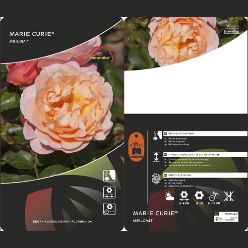 Beetrose Marie Curie ®, С3 interface.art Bild 3 Beetrose Marie Curie ®, С3 interface.image 3 interface.art 6176