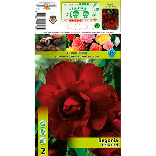 Begonie Double Dark Red interface.art Bild 1 Begonie Double Dark Red interface.image 1 interface.art 76185
