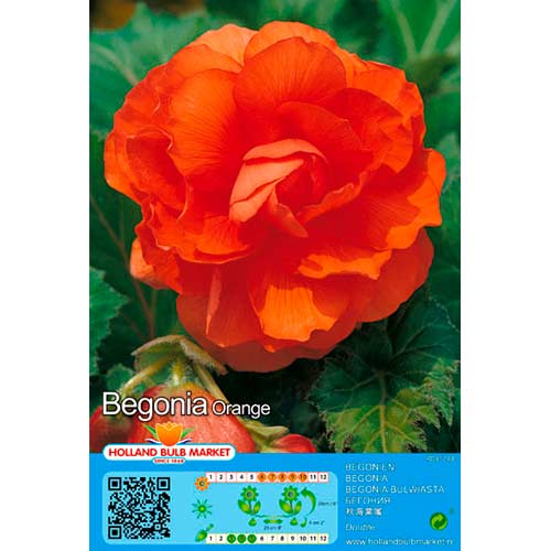 Begonie Double Orange interface.art Bild 1 Begonie Double Orange interface.image 1 interface.art 76381