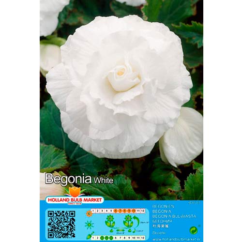Begonie Double White interface.art Bild 1 Begonie Double White interface.image 1 interface.art 76384