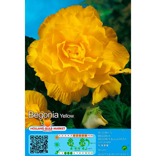 Begonie Double Yellow interface.art Bild 1 Begonie Double Yellow interface.image 1 interface.art 76385