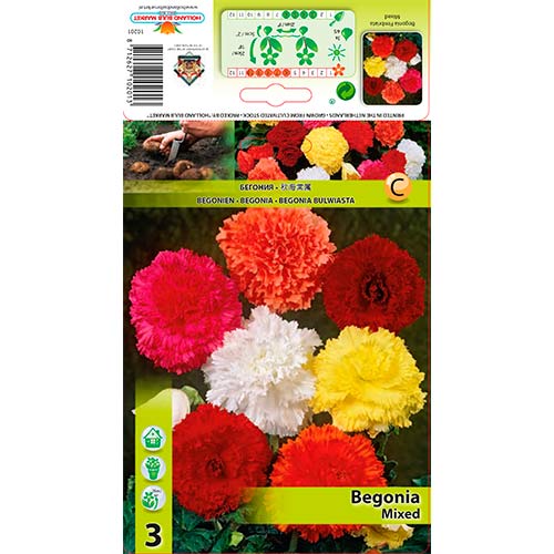 Begonie Fimbriata, Farbmischung interface.art Bild 1 Begonie Fimbriata, Farbmischung interface.image 1 interface.art 76386