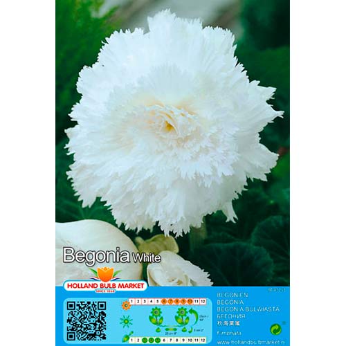 Begonie Fimbriata White interface.art Bild 1 Begonie Fimbriata White interface.image 1 interface.art 76390