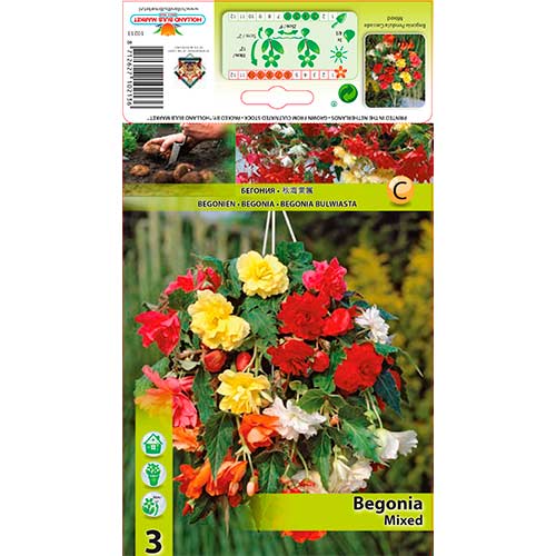 Begonie Pendula, Farbmischung interface.art Bild 1 Begonie Pendula, Farbmischung interface.image 1 interface.art 70353