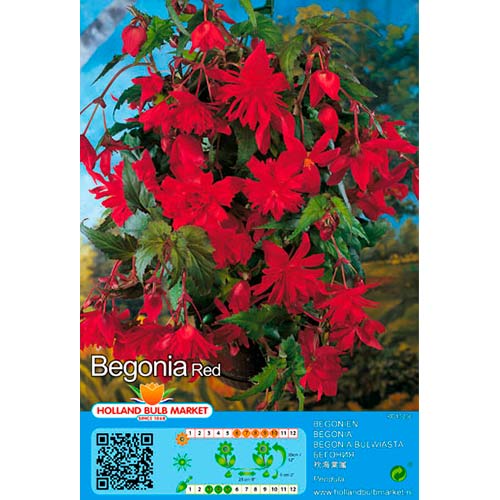Begonie Pendula Red interface.art Bild 1 Begonie Pendula Red interface.image 1 interface.art 76392