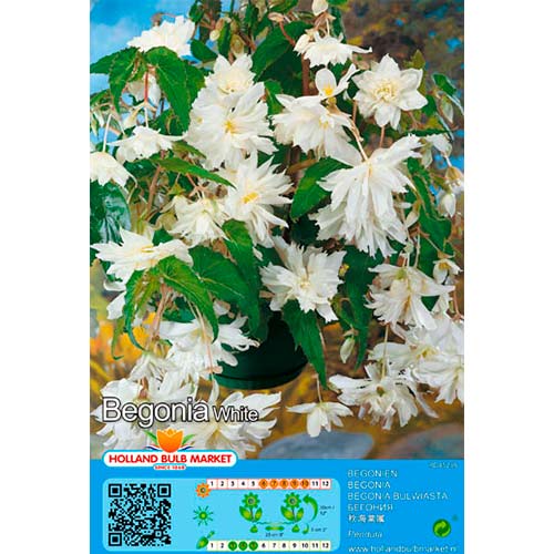 Begonie Pendula White interface.art Bild 1 Begonie Pendula White interface.image 1 interface.art 76393