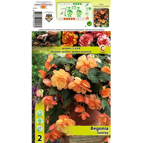 Begonie Picotee Cascade Sunray interface.art Bild 1 Begonie Picotee Cascade Sunray interface.image 1 interface.art 70355