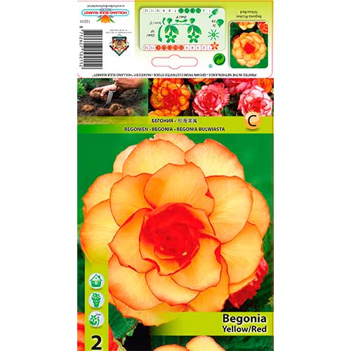 Begonie Picotee Yellow/Red interface.art Bild 1 Begonie Picotee Yellow/Red interface.image 1 interface.art 70357