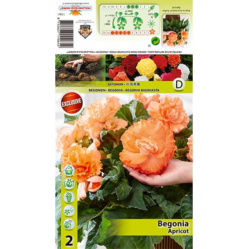 Begonie Ruffled Apricot interface.art Bild 1 Begonie Ruffled Apricot interface.image 1 interface.art 70358