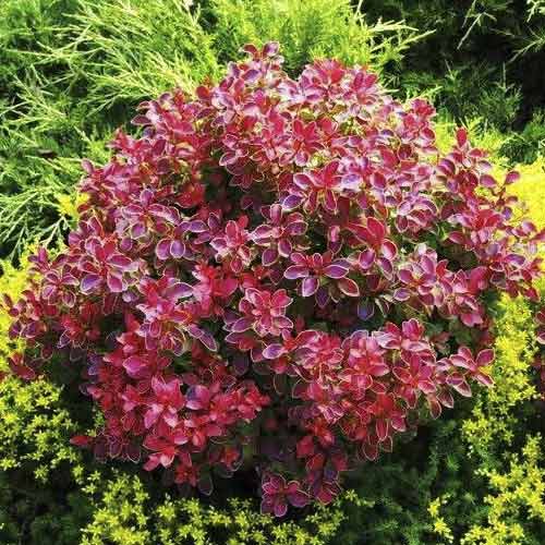 Berberitze Thunberga Coral PBR, C2 interface.image 1 interface.art 8506