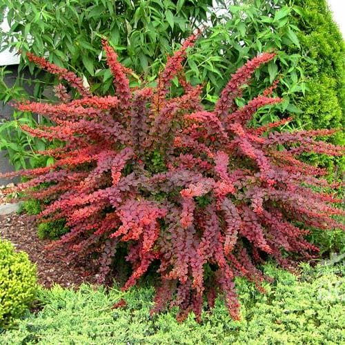 Berberitze Thunberga Golden Ring, P9 interface.image 1 interface.art 9003