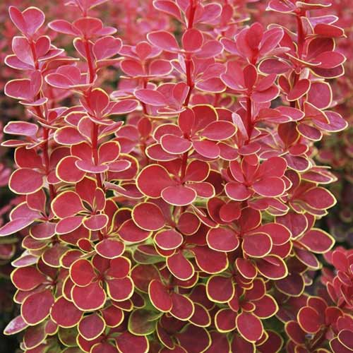 Berberitze Thunberga Orange Sunrise PBR, C2 interface.image 1 interface.art 8507