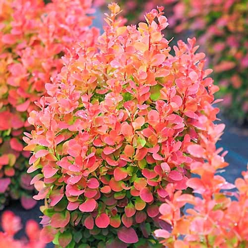 Berberitze Thunberga Red Chief, P9 interface.image 1 interface.art 9002