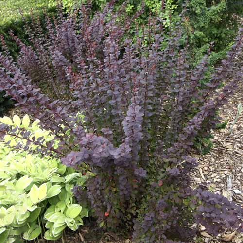 Berberitze Thunberga Summer Chocolate PBR, C2 interface.image 1 interface.art 8508