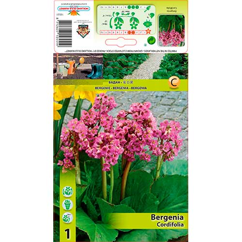 Bergenie Cordifolia interface.art Bild 1 Bergenie Cordifolia interface.image 1 interface.art 76193
