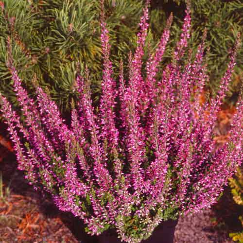 Besenheide Amethyst interface.image 1 interface.art 5425