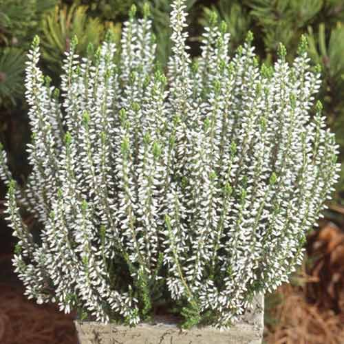 Besenheide Betty interface.image 1 interface.art 5432