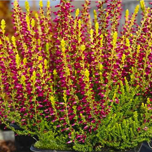 Besenheide Golden Angie interface.image 1 interface.art 5426