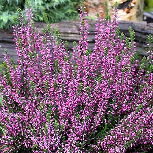 Besenheide Lisabeth interface.image 1 interface.art 5423