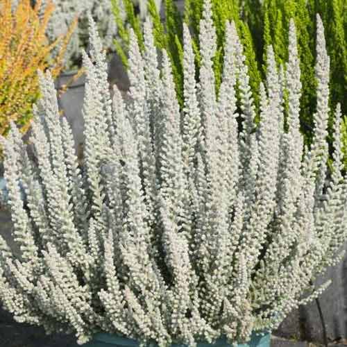 Besenheide Zilly interface.image 1 interface.art 5441