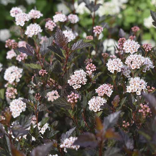 Blasenspiere Little Devil ® PBR, C3 interface.image 1 interface.art 8562