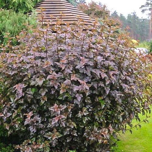 Blasenspiere Red Baron, P9 interface.image 1 interface.art 9086