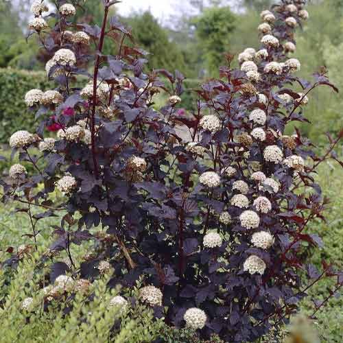 Blasenspiere Summer Wine ® PBR, C3 interface.image 1 interface.art 8563