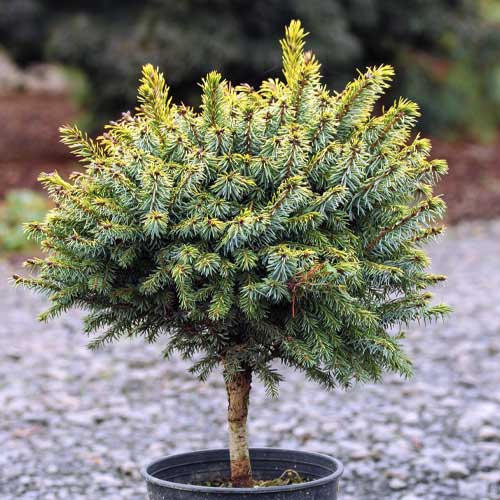 Blaue Stechfichte Peve Tijn, C5 interface.image 1 interface.art 8249