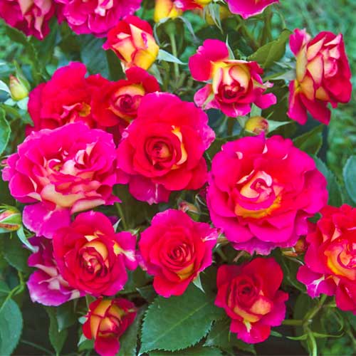 Strauchrose Rose Brera® interface.art Bild 1 Strauchrose Rose Brera® interface.image 1 interface.art 5506