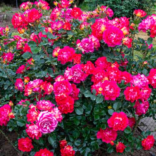 Strauchrose Rose Brera® interface.art Bild 2 Strauchrose Rose Brera® interface.image 2 interface.art 5506
