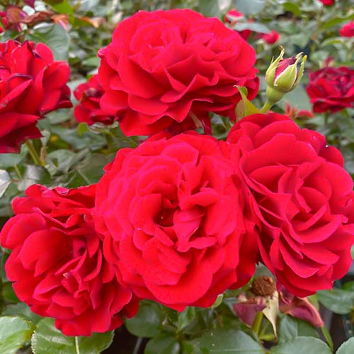 Blumenstrauß Rose Draga Frayla interface.art Bild 1 Blumenstrauß Rose Draga Frayla interface.image 1 interface.art 4993