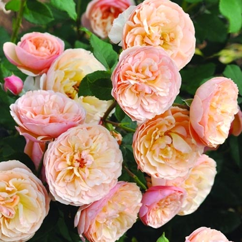 Rose Eveline Wild interface.image 1 interface.art 4995