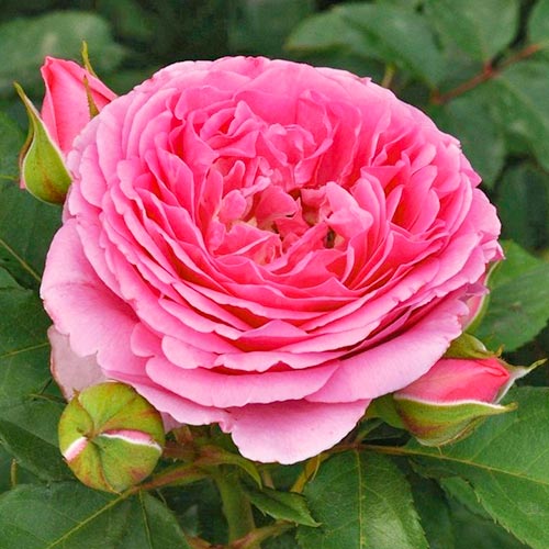 Blumenstrauß Rose Frayla Mileva interface.art Bild 1 Blumenstrauß Rose Frayla Mileva interface.image 1 interface.art 5001