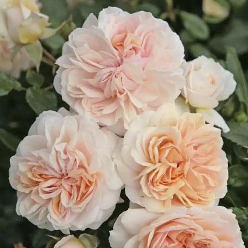 Beetrose Garden of Roses®, C5 interface.art Bild 1 Beetrose Garden of Roses®, C5 interface.image 1 interface.art 5822