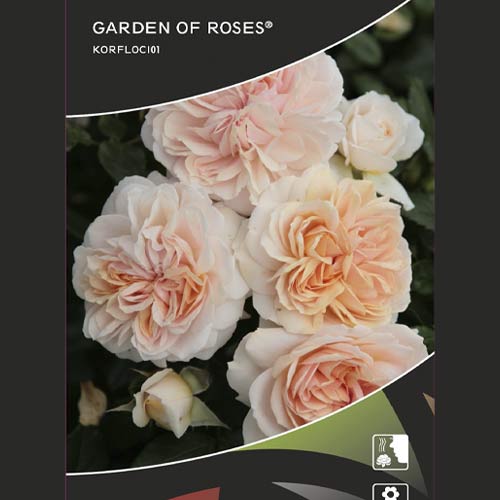 Beetrose Garden of Roses®, C5 interface.art Bild 2 Beetrose Garden of Roses®, C5 interface.image 2 interface.art 5822